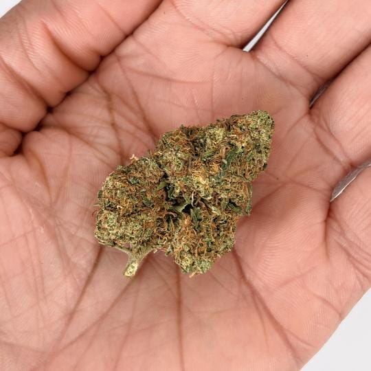 Fleur CBD Orange Bud sous serre – profil agrumes et notes terreuses