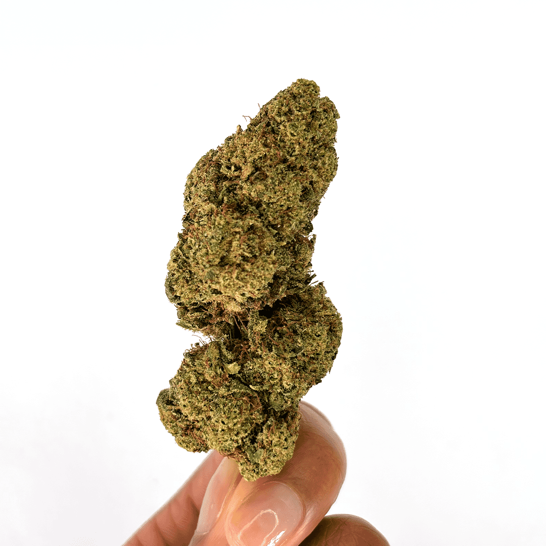 Fleur CBD Super Lemon Haze – têtes résineuses aux reflets verts et pistils orangés