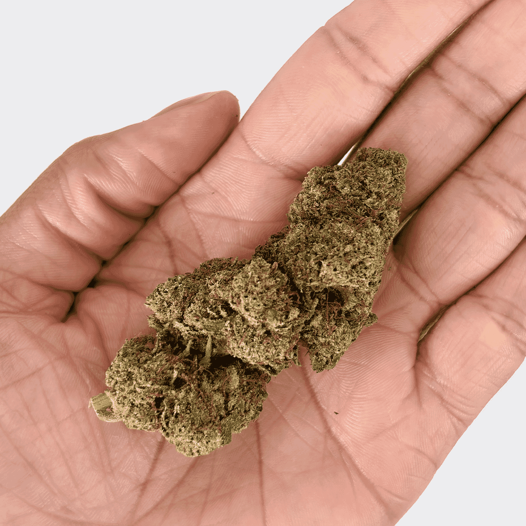 Fleur CBD Super Lemon Haze glasshouse – profil citronné et trichomes brillants