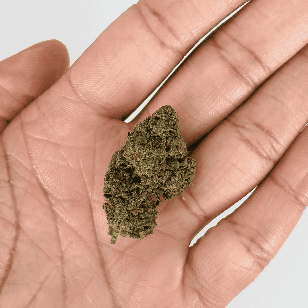 Fleur CBD Zkittlez – reflets violets et trichomes brillants