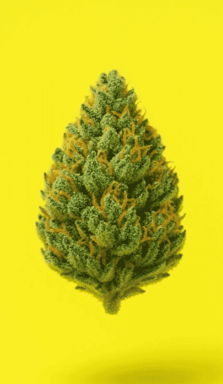Fleur de CBD Marie Jeanne