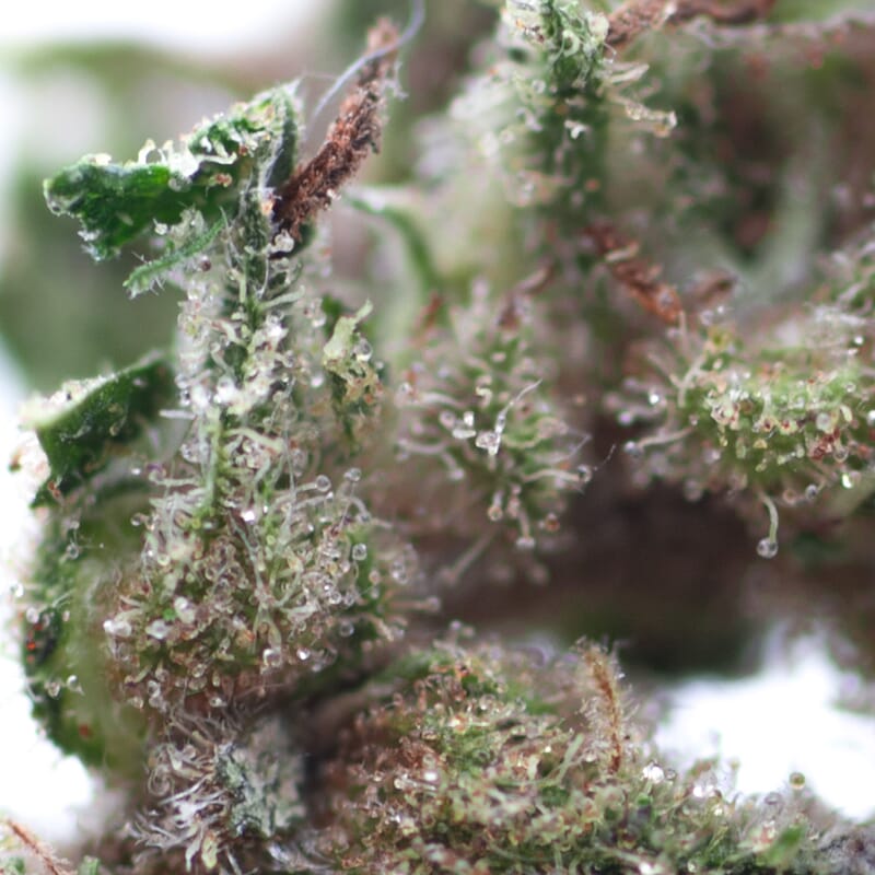 purple haze cbd french quality purple haze cbd french quality
