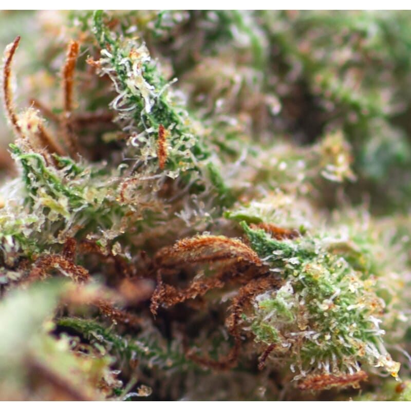 macro amnesia fleur de cbd macro amnesia fleur de cbd